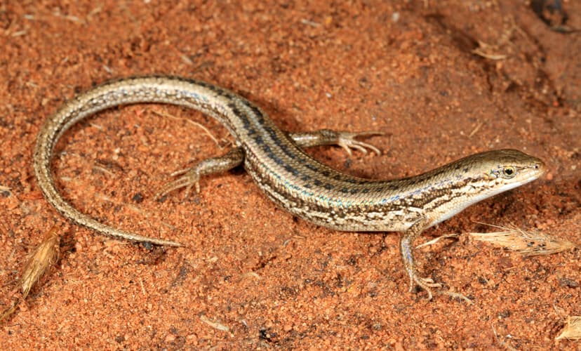 Morethia adelaidensis