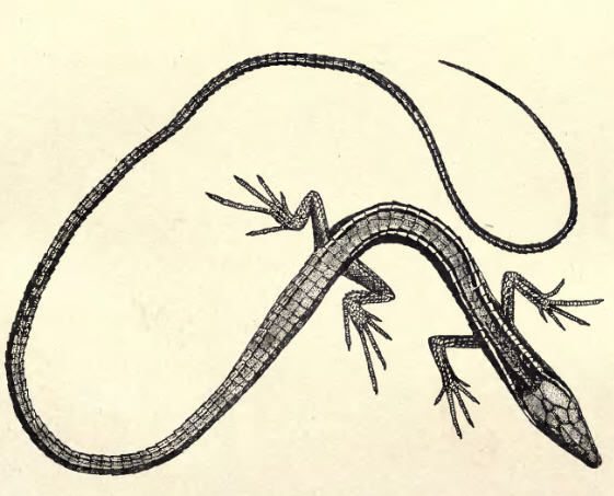 Takydromus sexlineatus