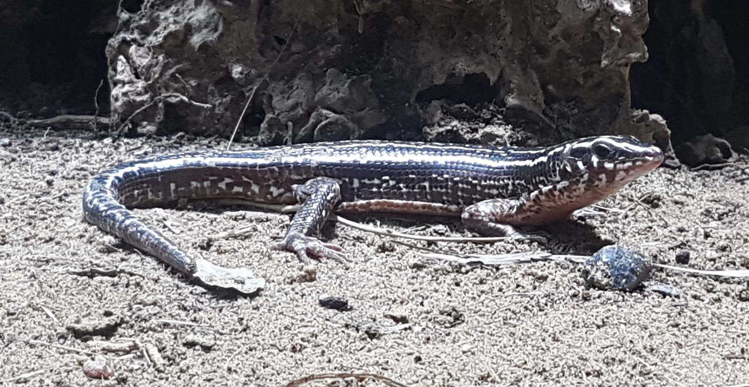 Zonosaurus quadrilineatus