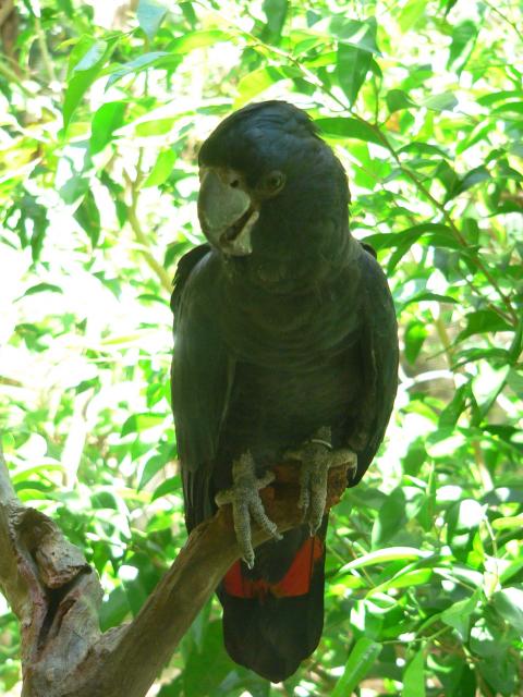 Calyptorhynchinae