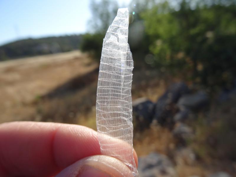 Blanus mariae