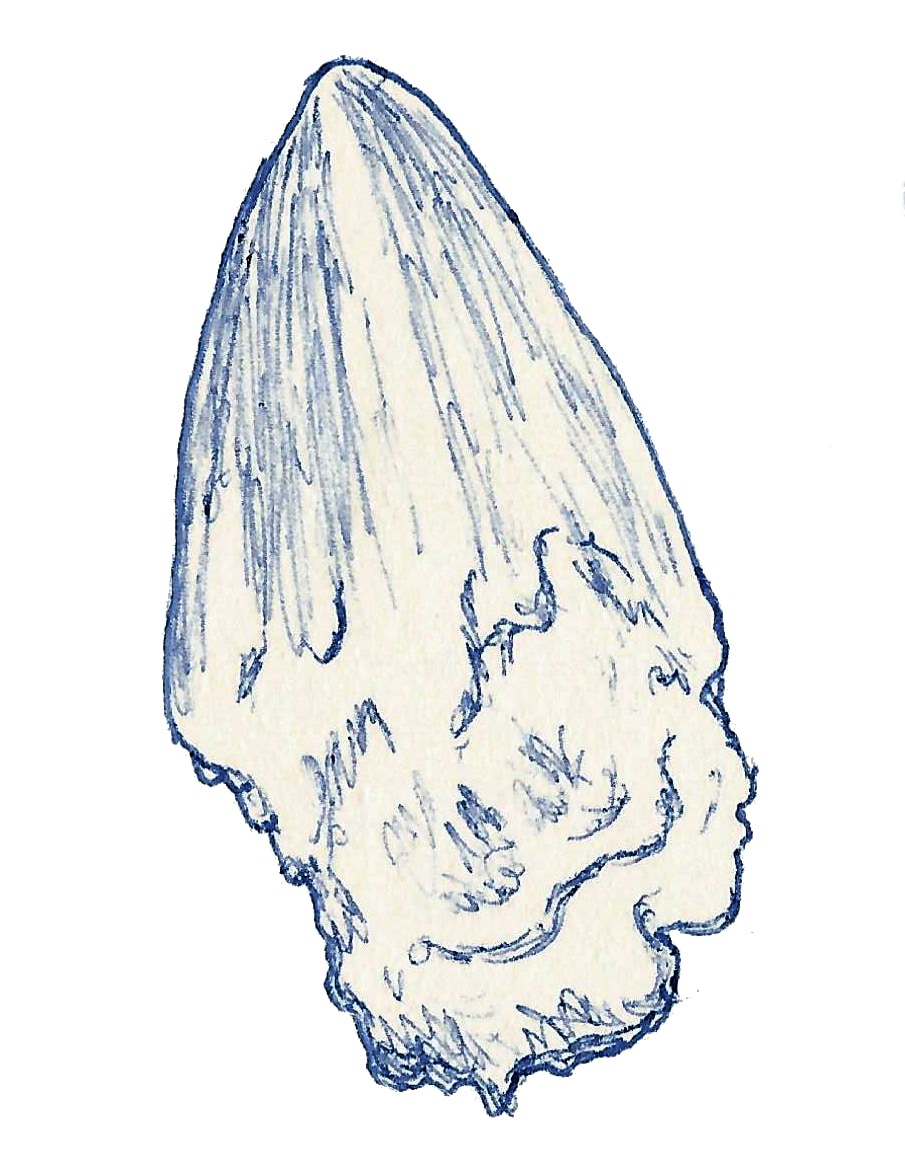 Diplotomodon