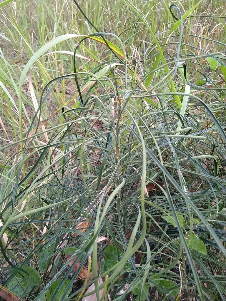 Macrozamia parcifolia