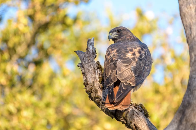 Buteo jamaicensis