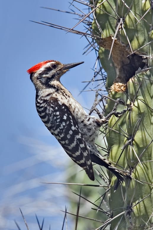 Ladder-backed woodpecker