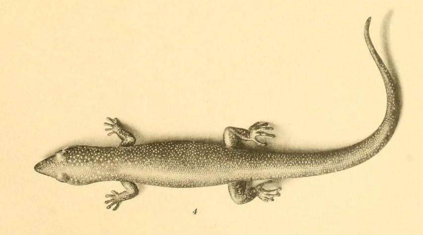 Gray gecko