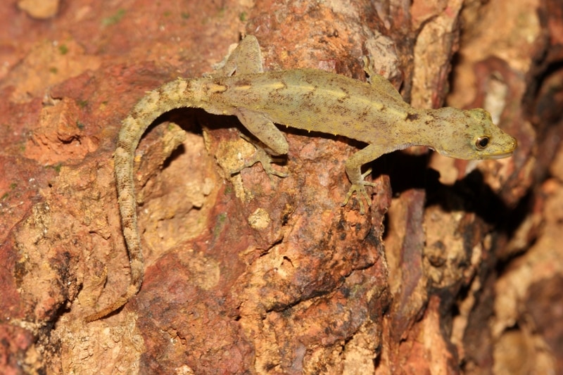 Amboli day gecko