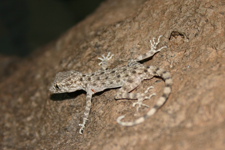 Cyrtopodion longipes