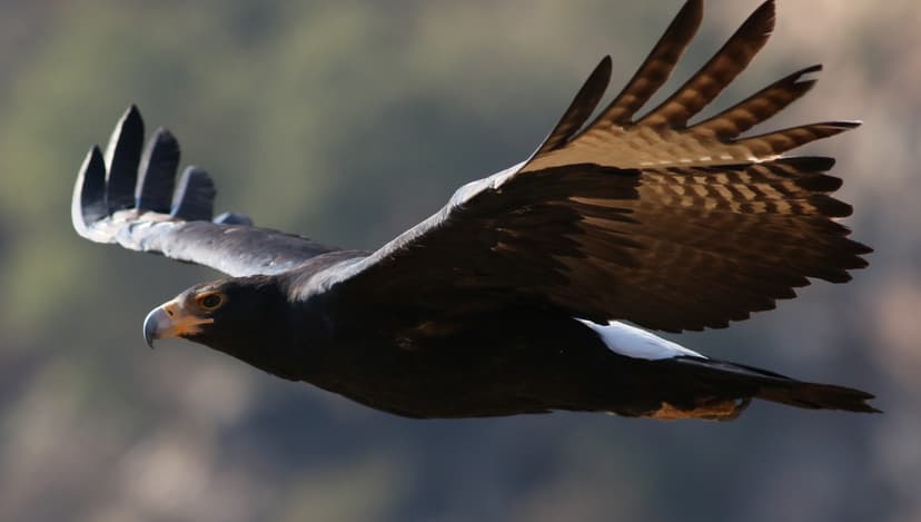 Aquila verreauxii