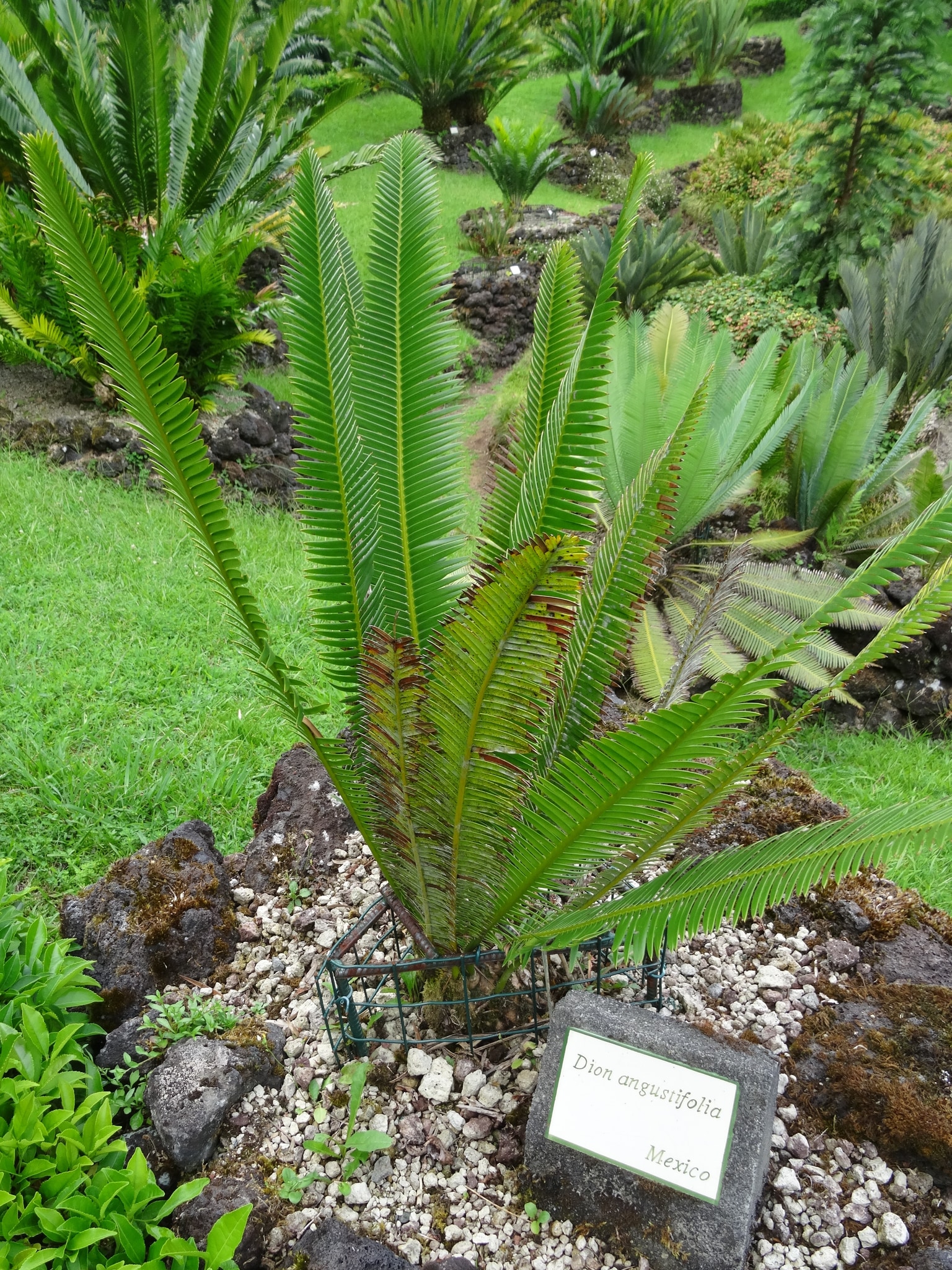 Dioon angustifolium