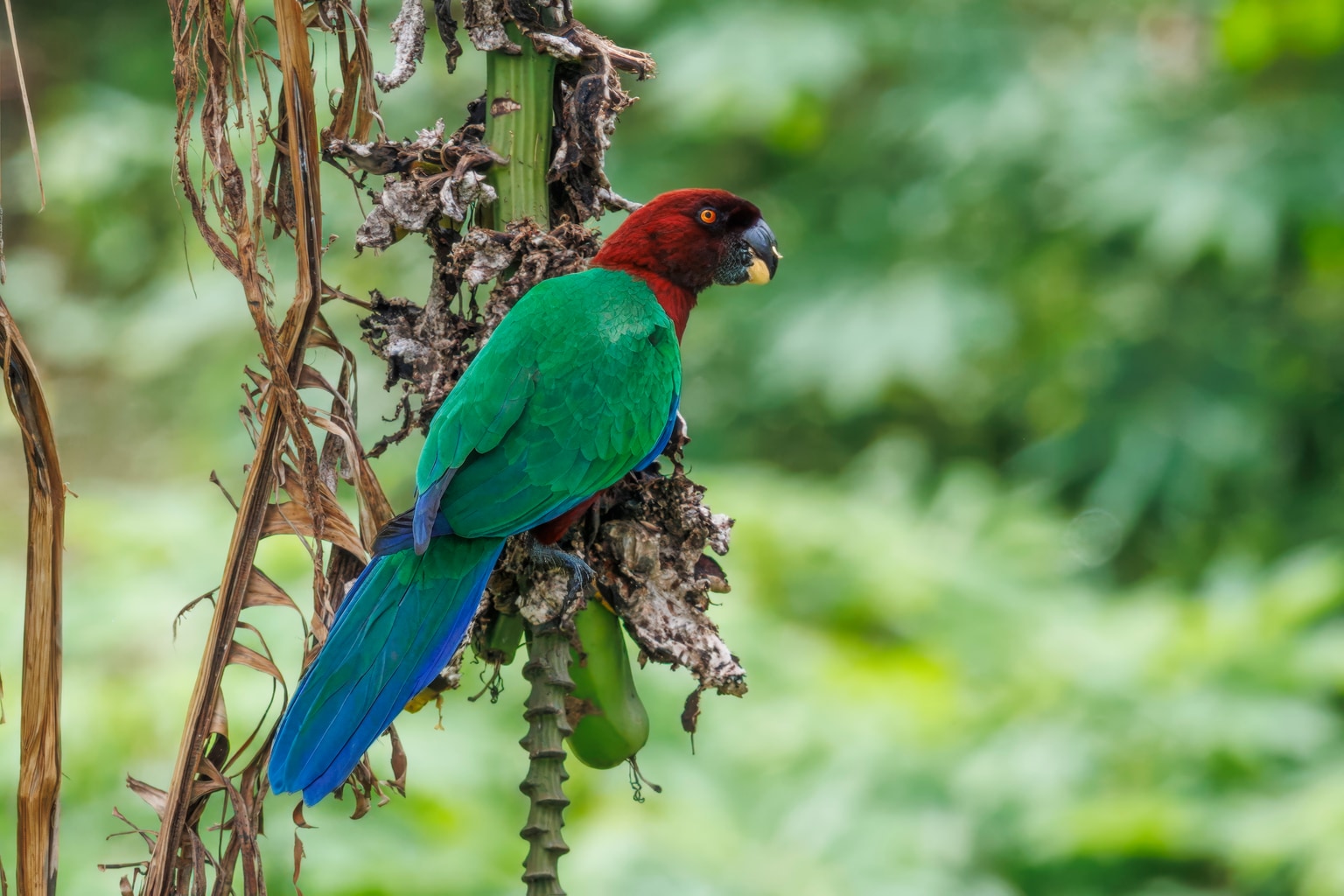 Maroon shining parrot