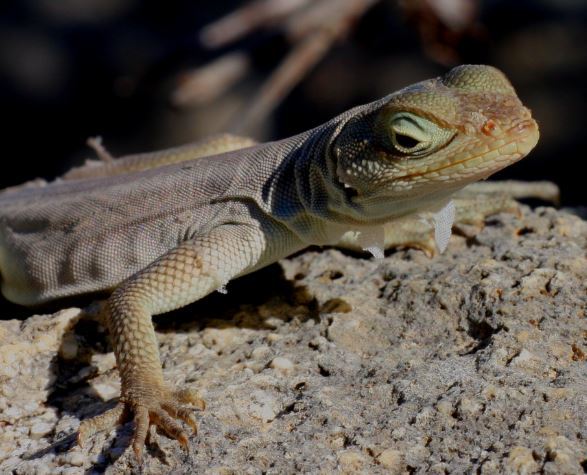 Oplurus fierinensis