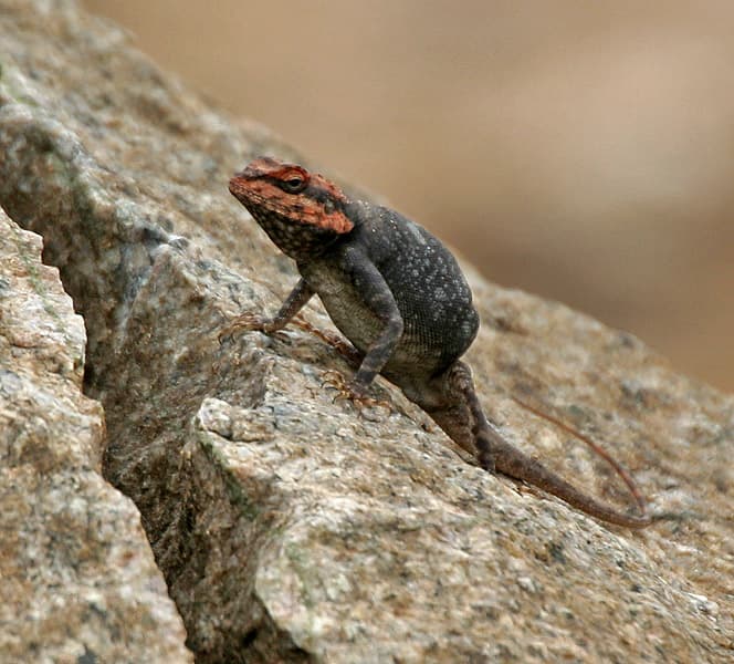 Blanford's rock agama