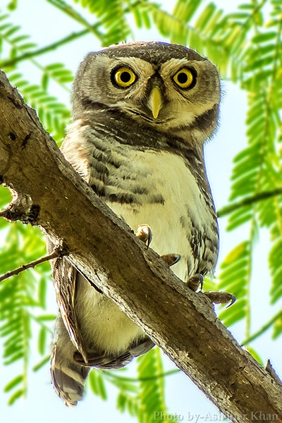Forest owlet