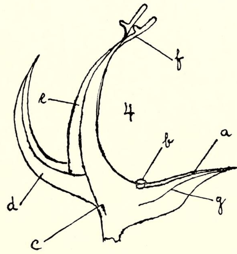 Aenhenrya