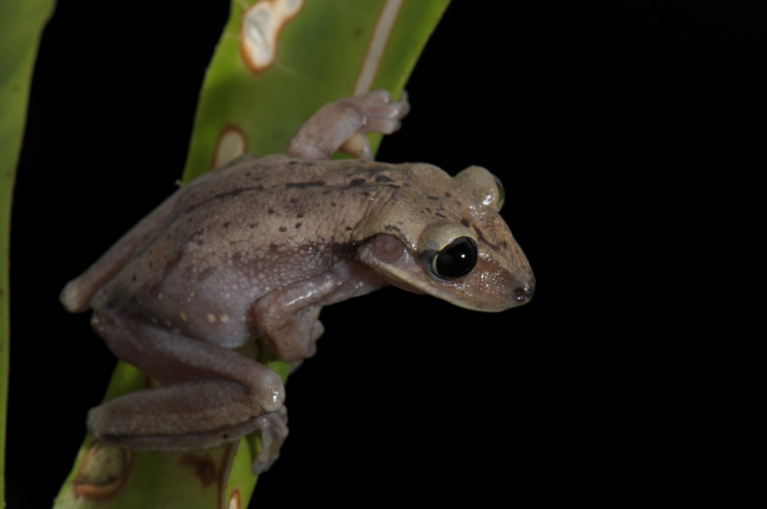 Aparasphenodon bokermanni