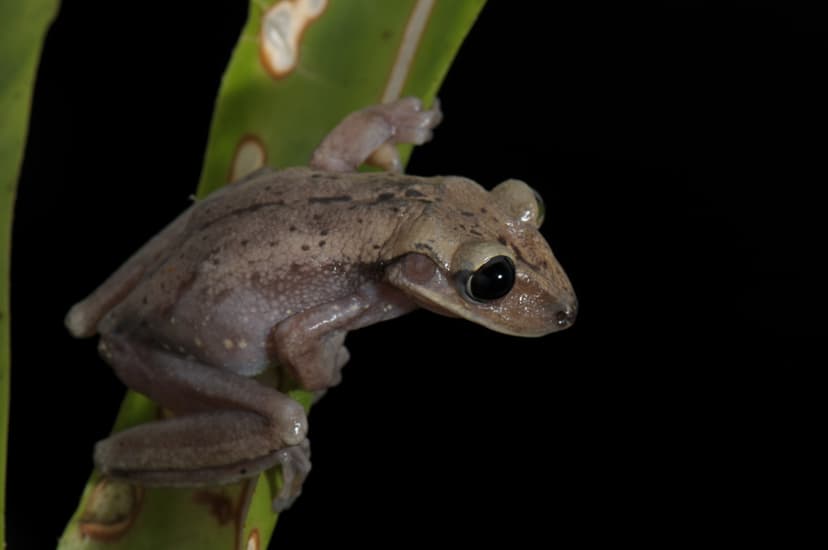 Aparasphenodon bokermanni