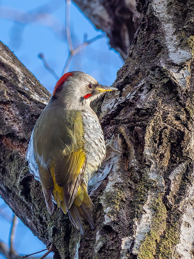 Japanese green woodpecker