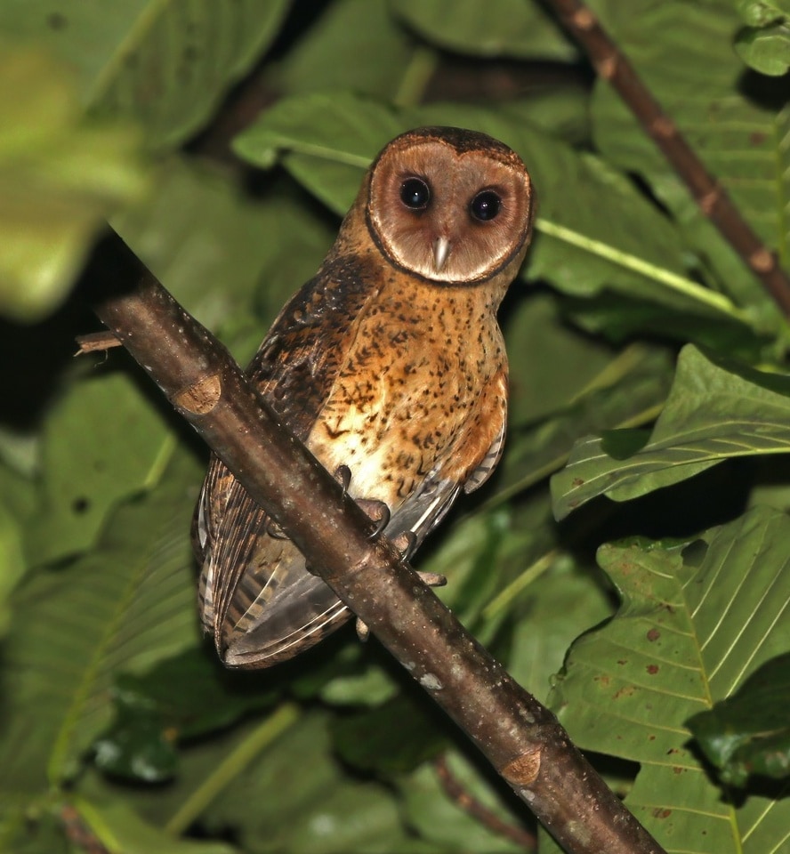 Moluccan masked owl