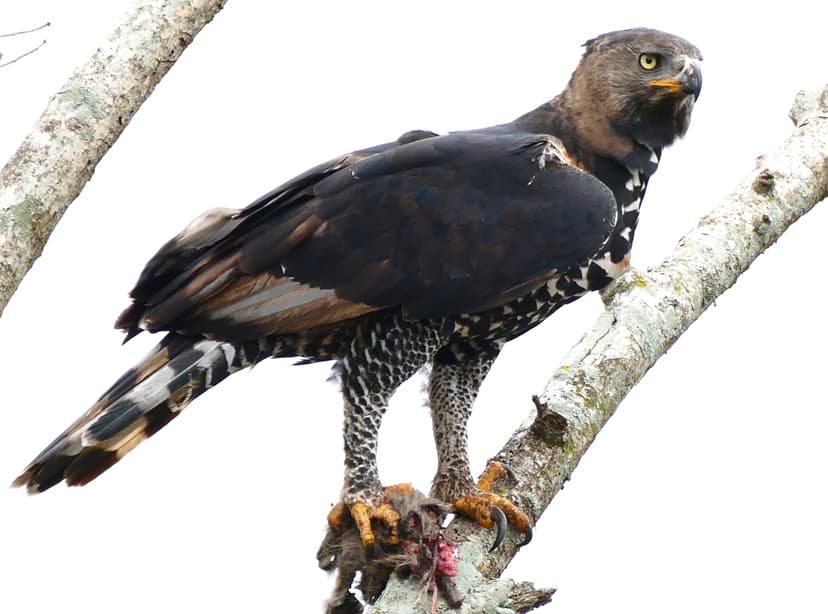 Stephanoaetus coronatus