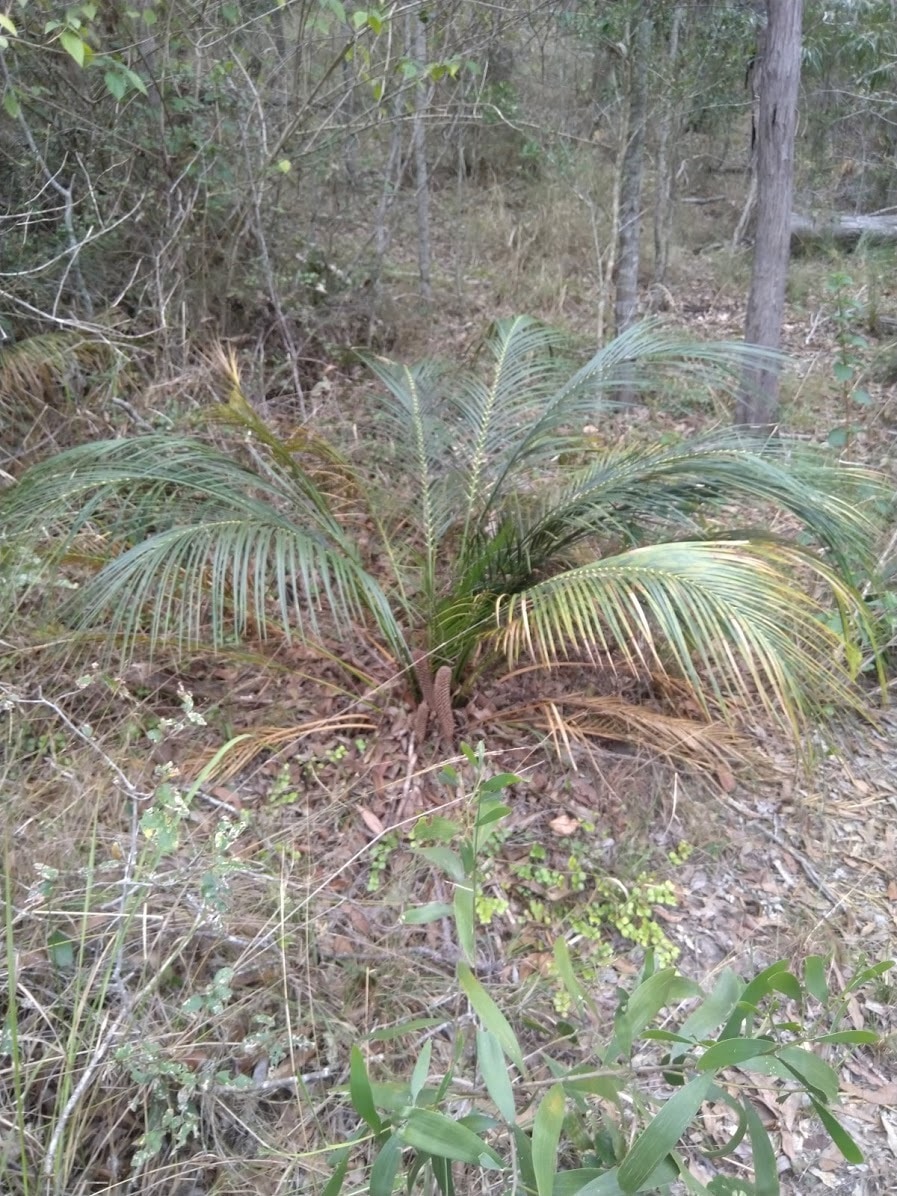 Macrozamia mountperriensis