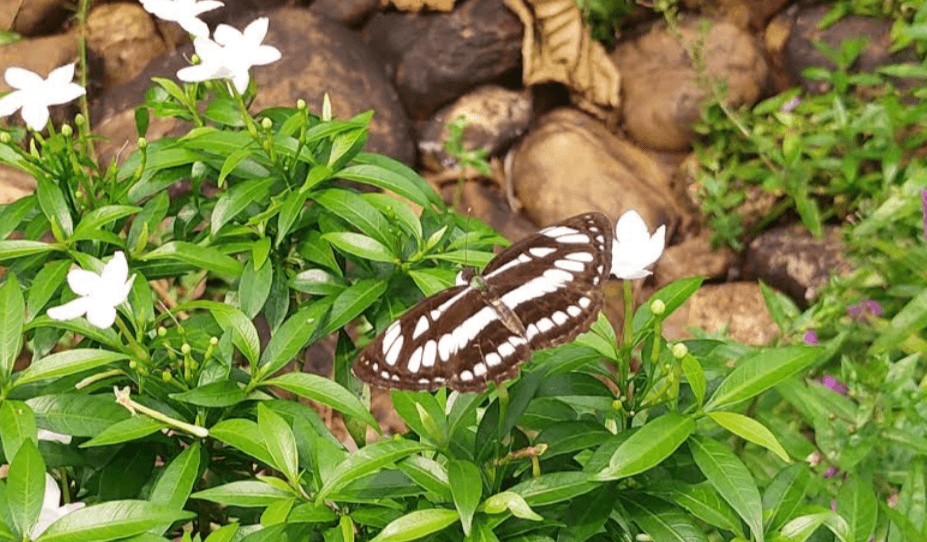 Bondla Wildlife Sanctuary