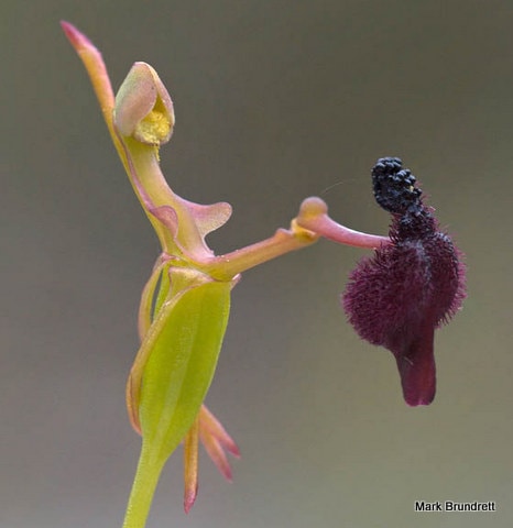 Drakaea