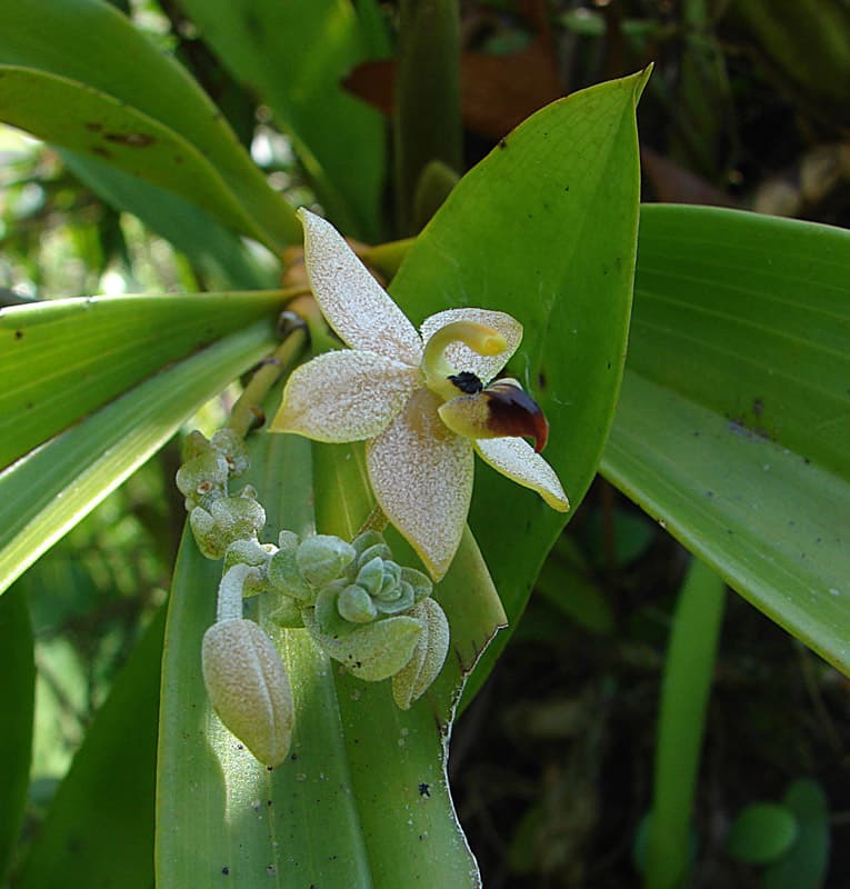 Callostylis