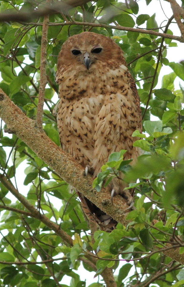 Pel's fishing owl