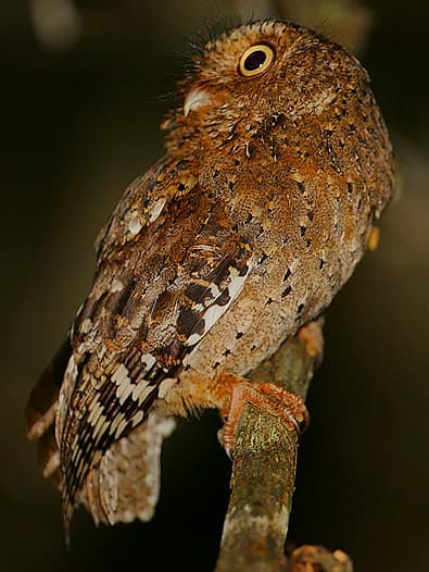 Sokoke scops owl