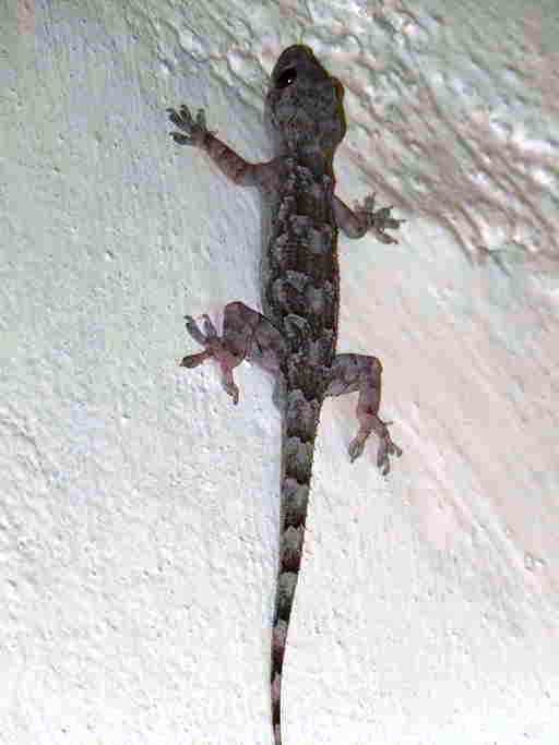 Hemidactylus platycephalus