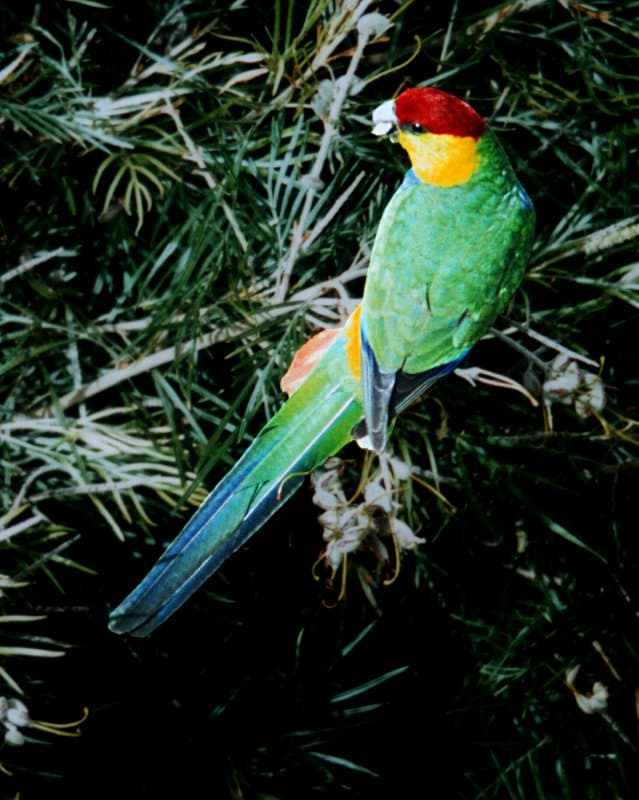 Red-capped parrot
