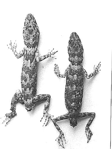 Cyrtopodion baturensis