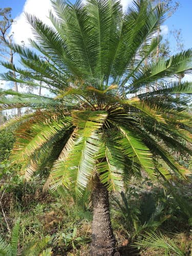 Cycas orientis