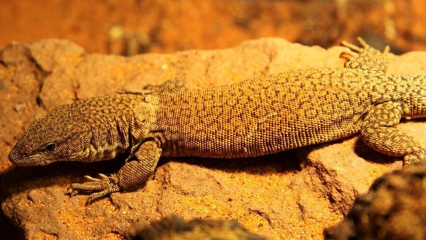 Varanus kingorum