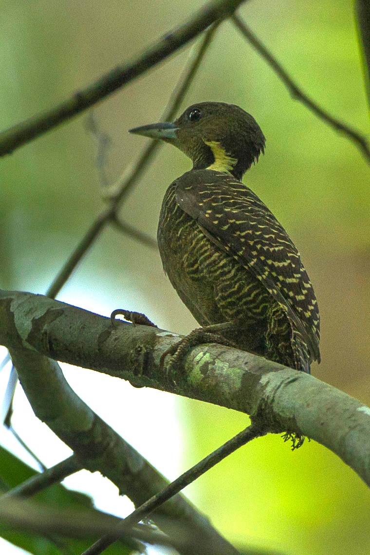 Buff-necked woodpecker