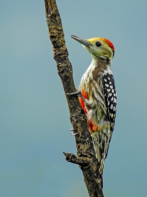 Yellow-crowned woodpecker