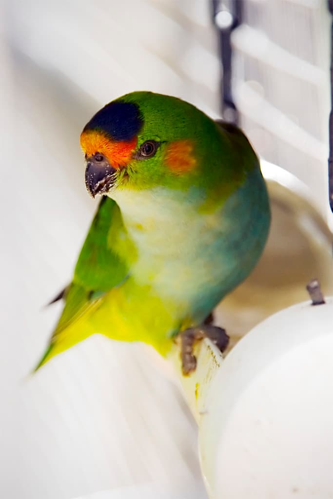 Purple-crowned lorikeet