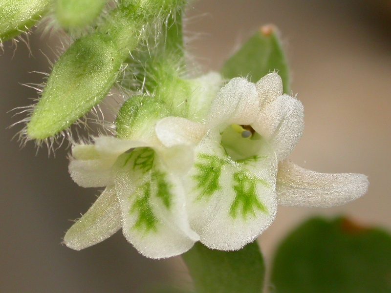 Lankesterella