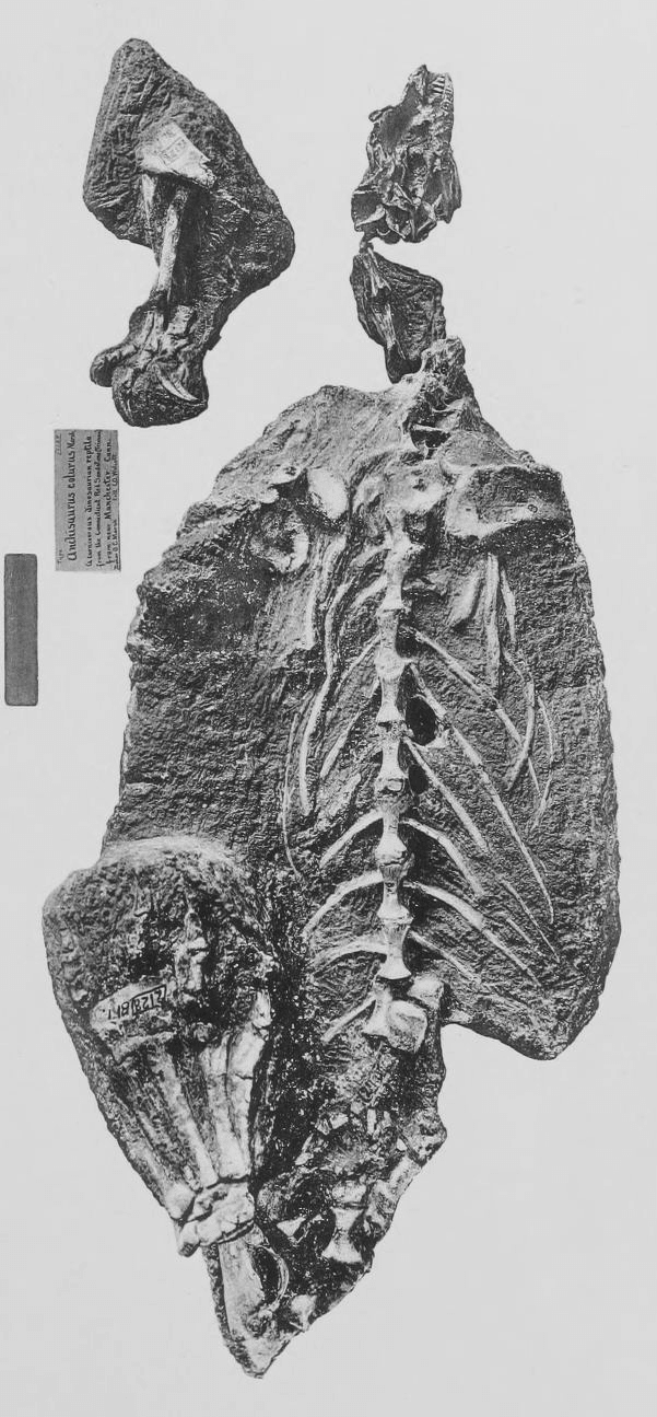 Anchisaurus