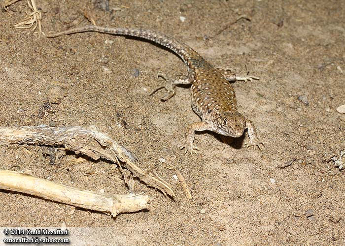 Eremias nigrocellata