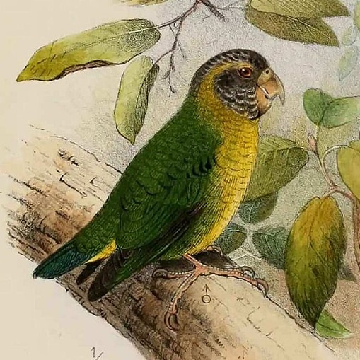 Meek's pygmy parrot