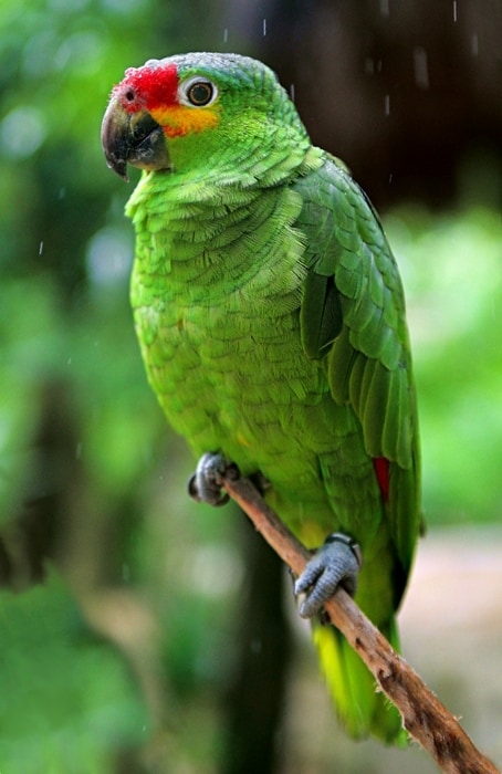 Red-lored amazon