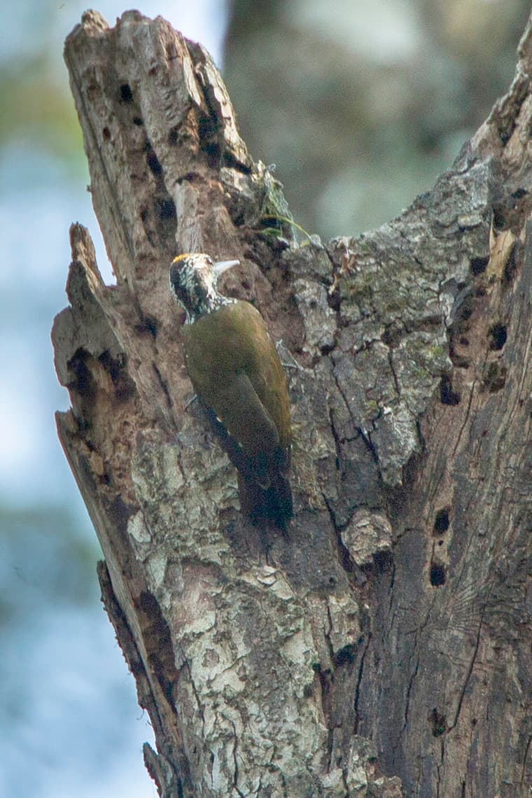 Yellow-crested woodpecker
