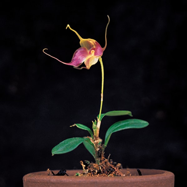 Brachionidium