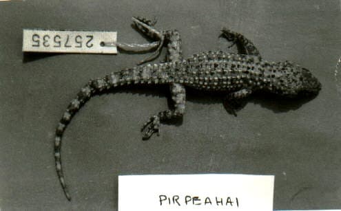 Salt Range gecko