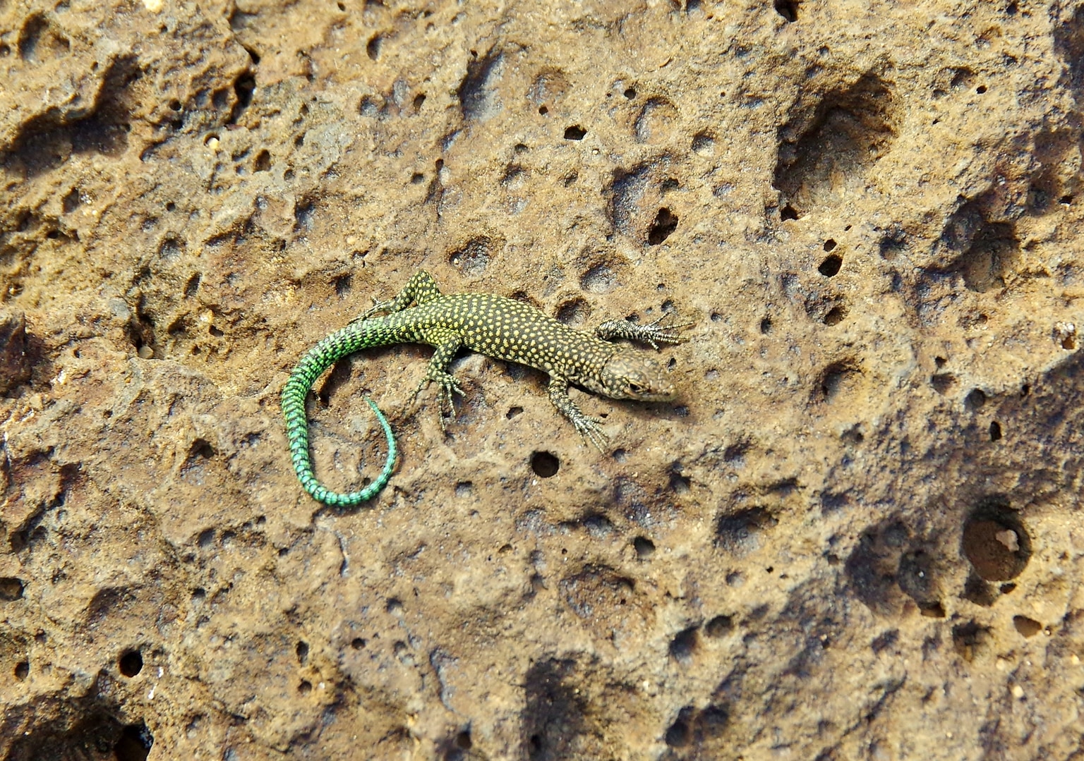 Scelarcis perspicillata
