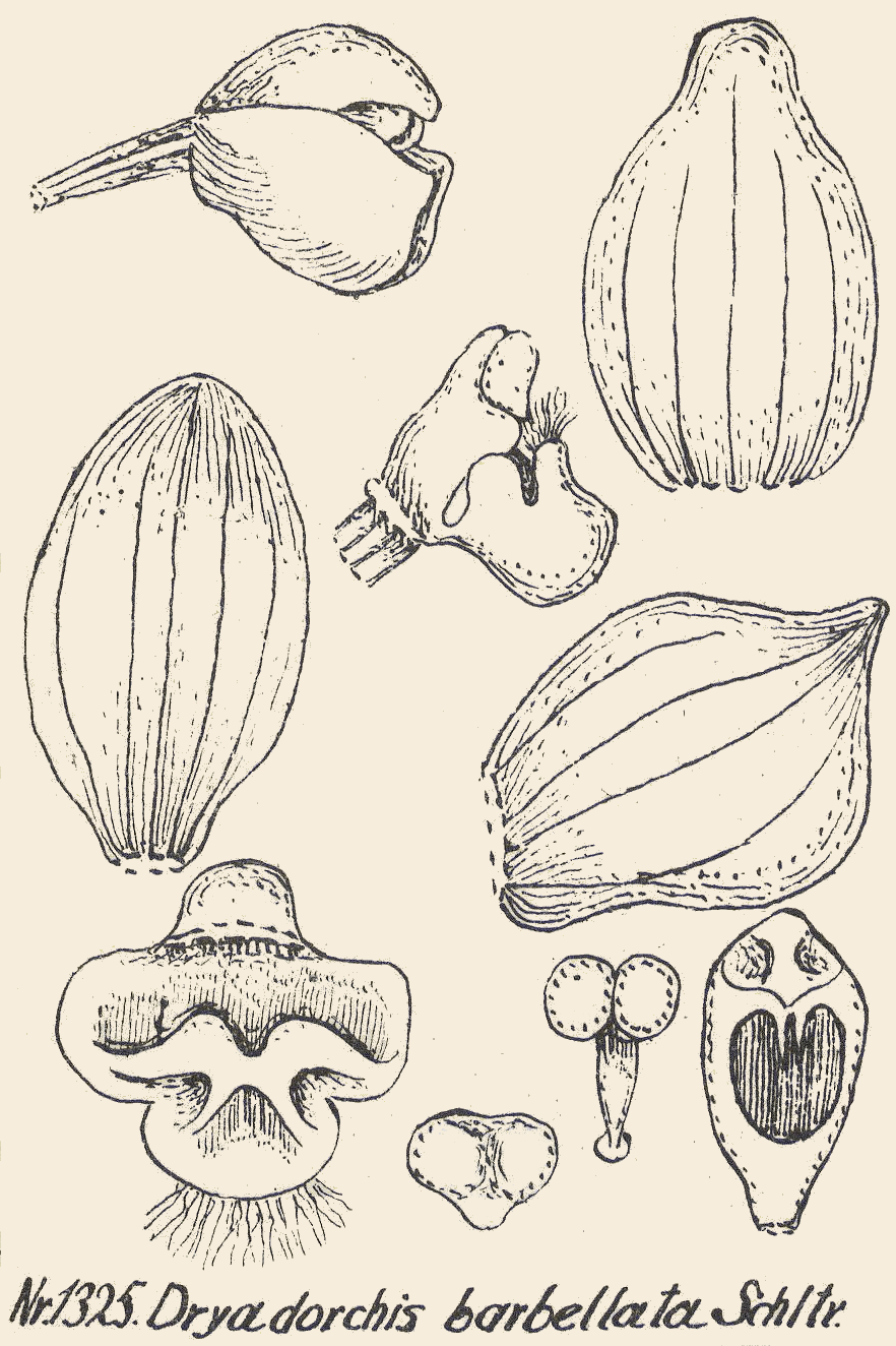Dryadorchis