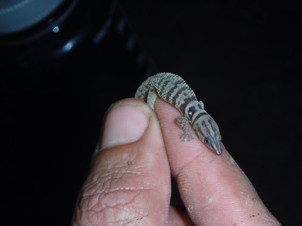 Richard's banded sphaero