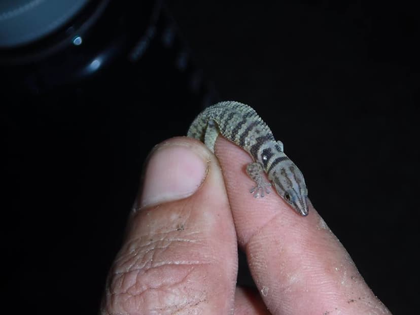 Richard's banded sphaero